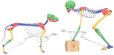 Comparing Hip Dysplasia in Dogs and Humans: A Review